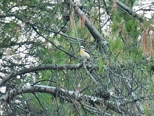 Western Black-eared Wheatear