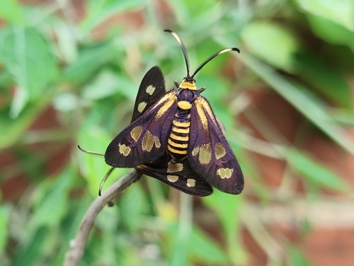 Thyrassia penangae