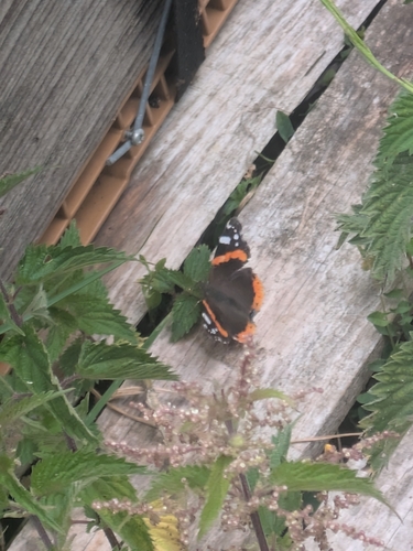 Red Admiral