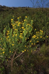 Aspalathus excelsa