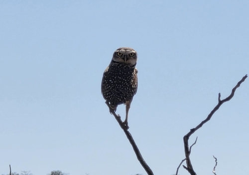 Burrowing Owl