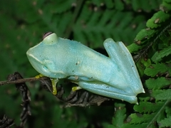 White-fronted Tree Frog