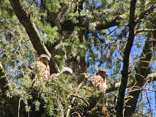 Eurasian Goshawk