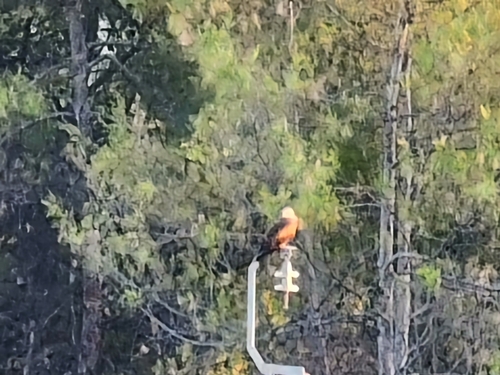 Red Kite