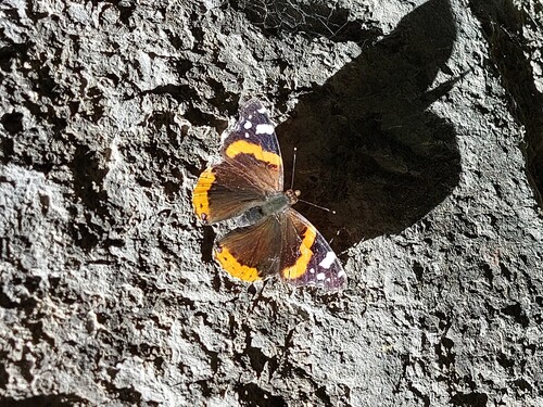 Red Admiral