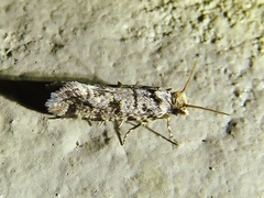 Amydria margoriella