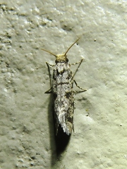 Amydria margoriella