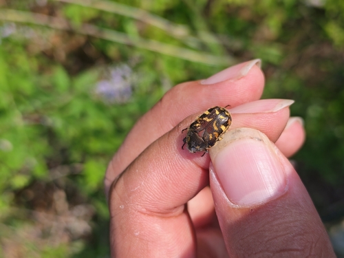 Blue Flower Chafer