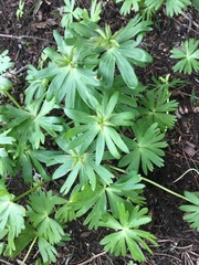 Eranthis