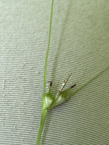 Carex jamesii