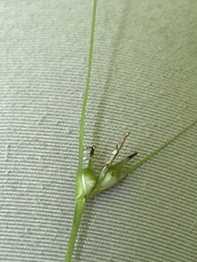 Carex jamesii