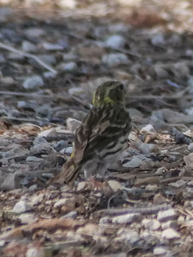 European Serin