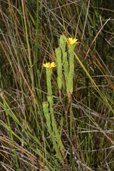 Ursinia quinquepartita