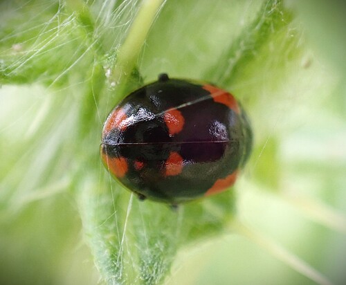 Two-spotted Lady Beetle