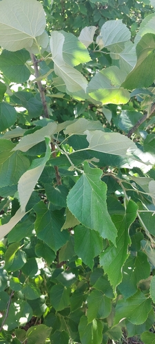 Silver Lime