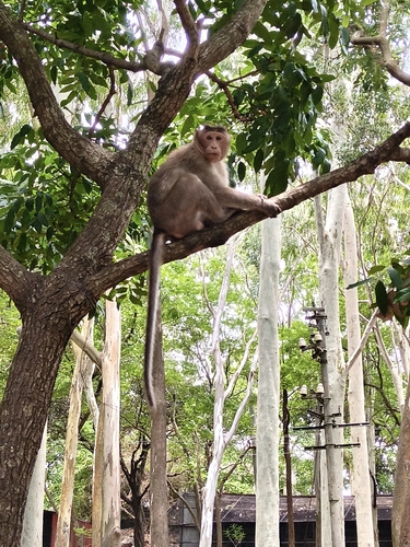 Bonnet Macaque