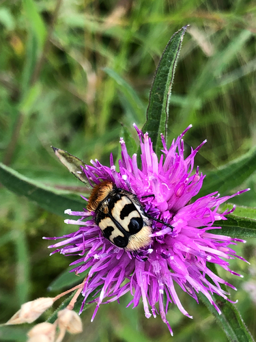 Eurasian Bee Beetle