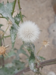 Sonchus oleraceus