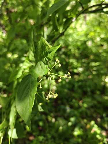 Euonymus sachalinensis, photograph 6
