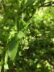 Euonymus sachalinensis, photograph Фёдор, CC BY, iNaturalist via GBIF