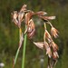 Common Jumblereed - Photo (c) Brian du Preez, some rights reserved (CC BY-SA), uploaded by Brian du Preez