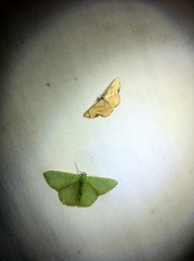 Haemalea punctilinea