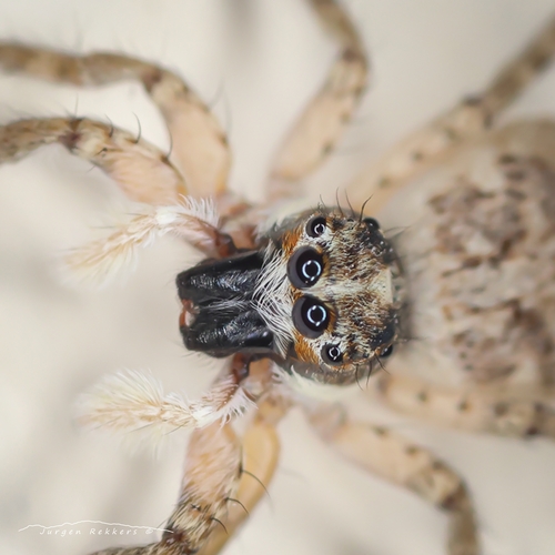 Half-edged Wall Jumping Spider