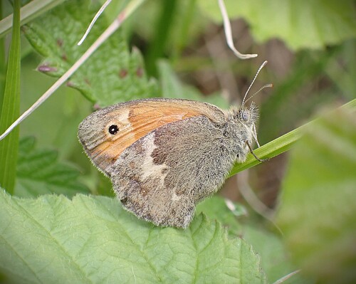 Small Heath