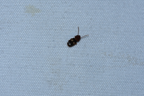 Laemophloeus