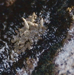 Cladonia parasitica