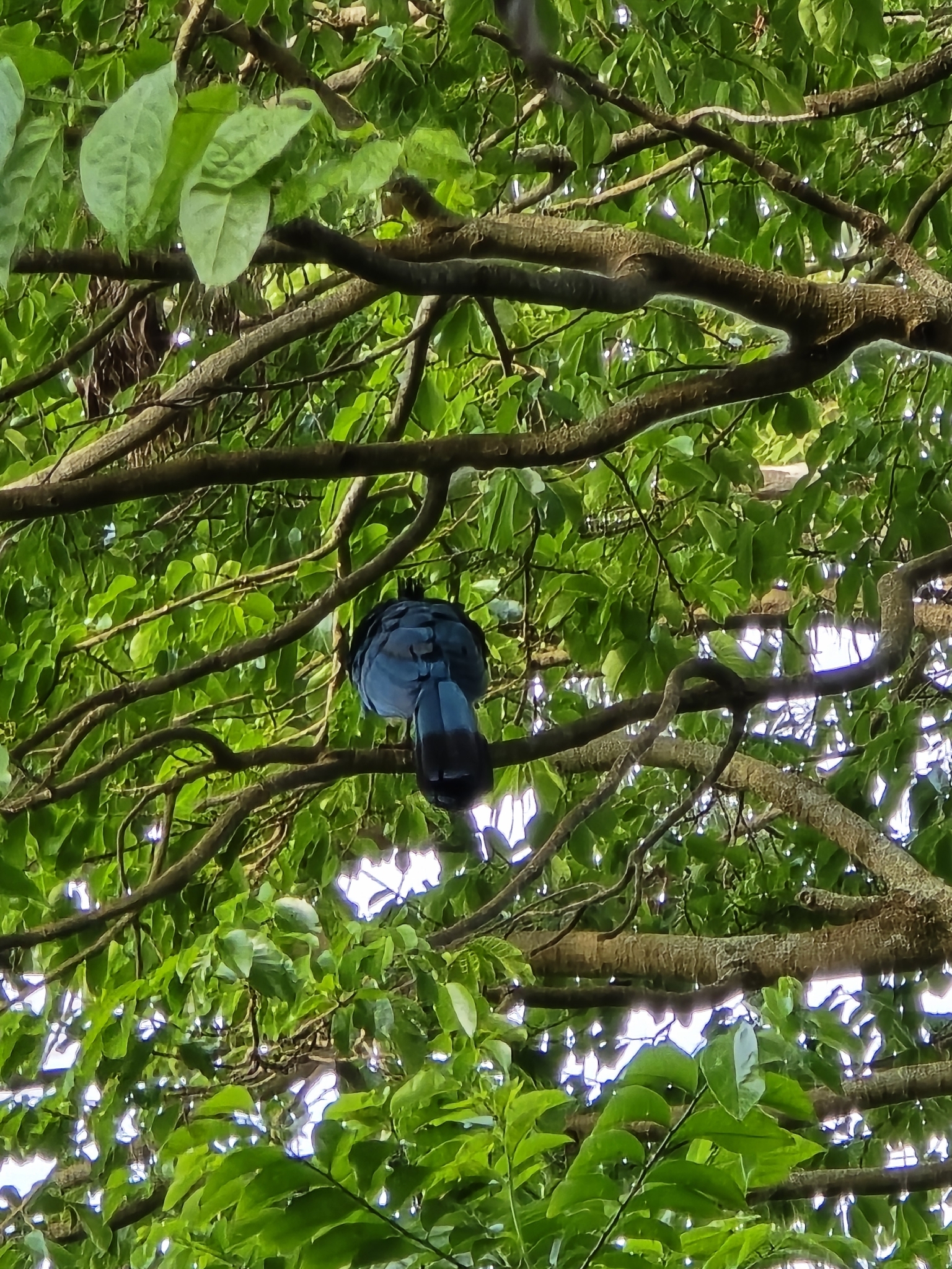 Great Blue Turaco (Corythaeola cristata), photo 4