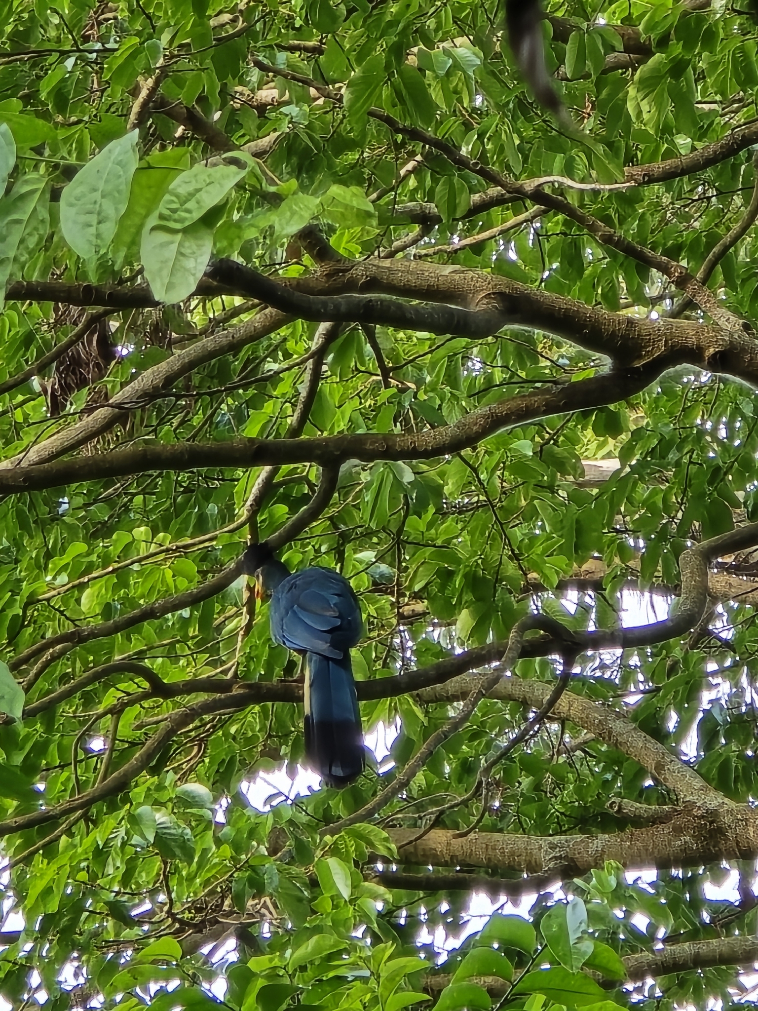Great Blue Turaco (Corythaeola cristata), photo 5