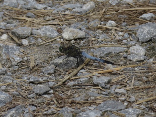 Black-tailed Skimmer