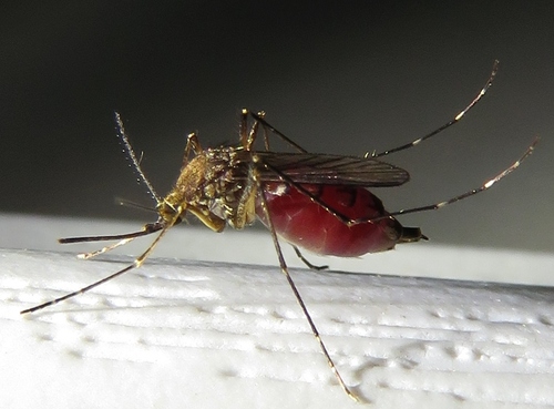 Inland Floodwater Mosquito