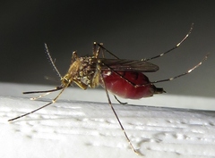 Inland Floodwater Mosquito