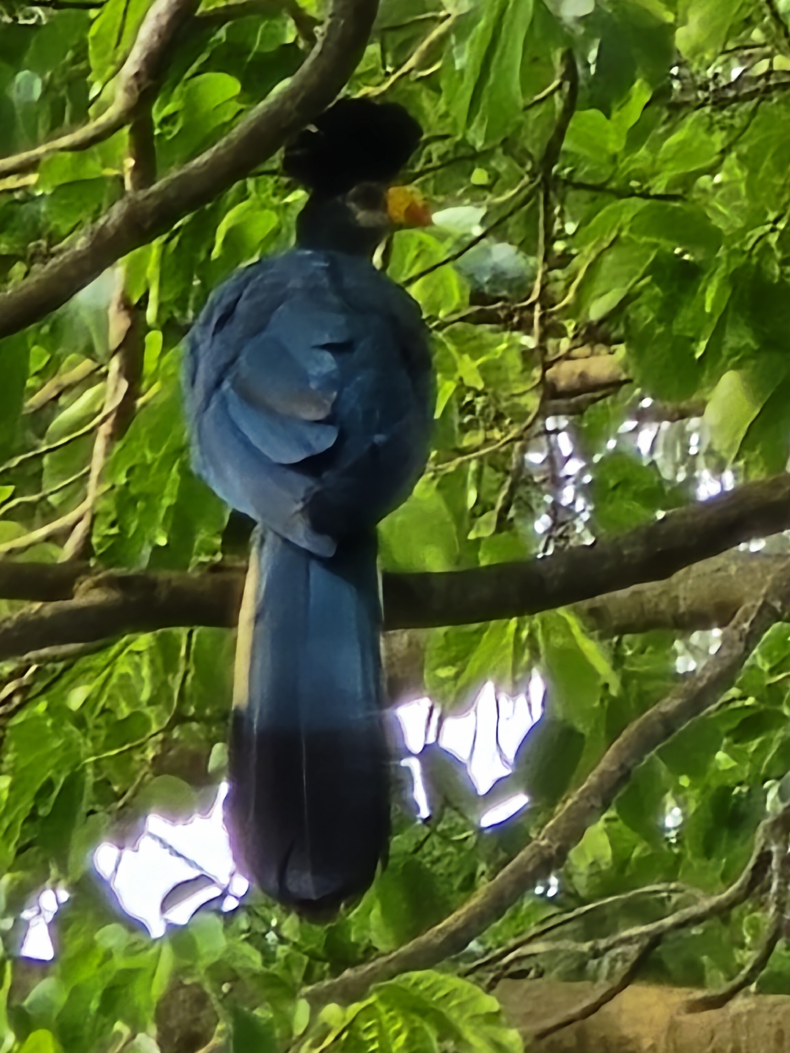 Great Blue Turaco (Corythaeola cristata), photo 6