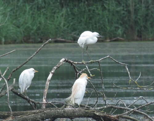Little Egret