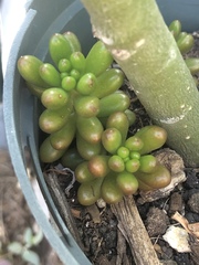 Sedum × rubrotinctum