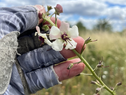 moth mullein