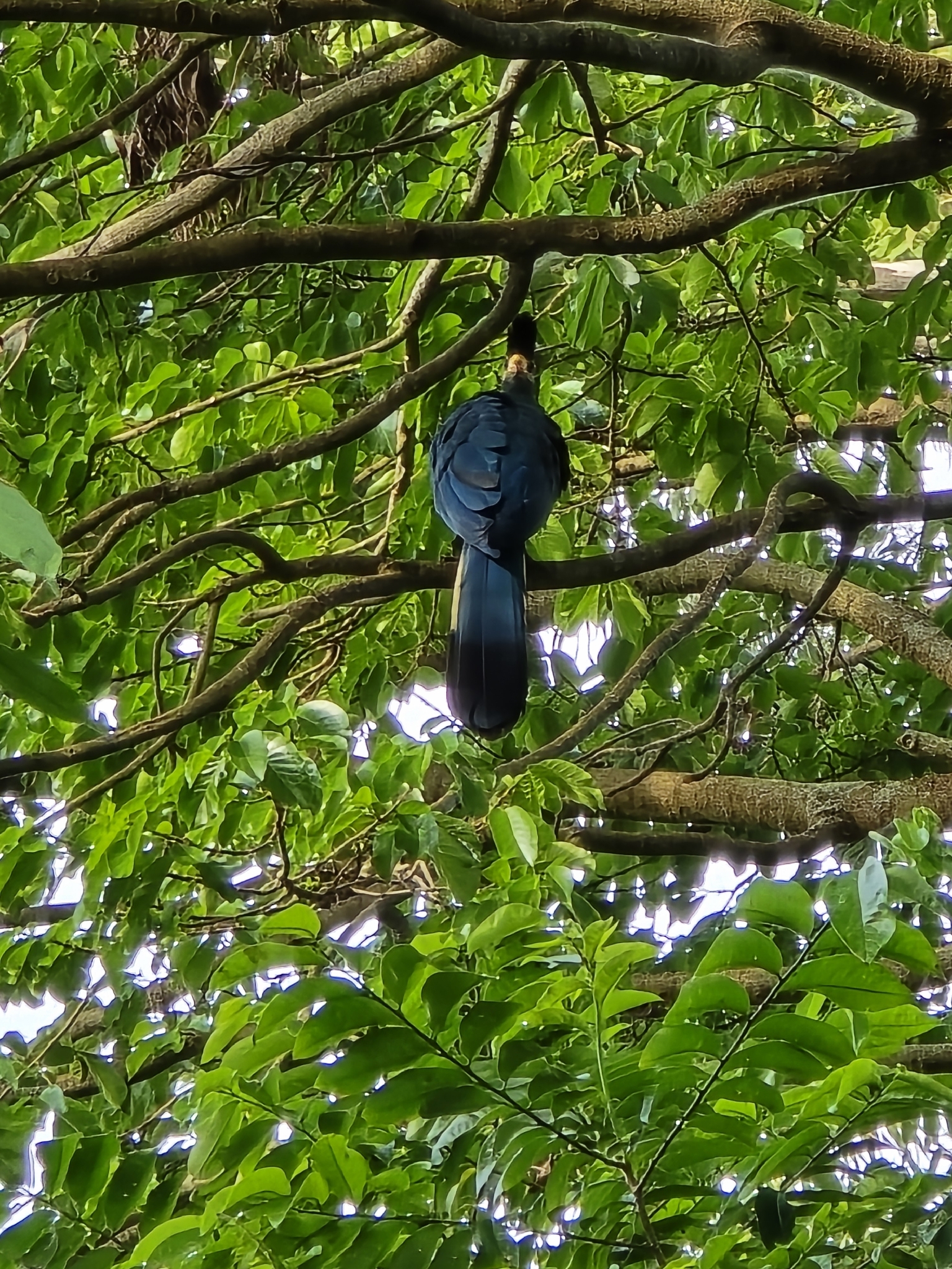 Great Blue Turaco (Corythaeola cristata), photo 7