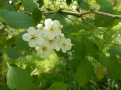 Crataegus viridis glabriuscula