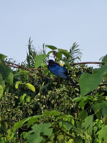 Rüppell's Starling (Lamprotornis purpuroptera), photo 5