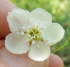 Crataegus viridis glabriuscula