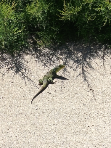 Ocellated Lizard
