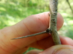 Crataegus viridis glabriuscula