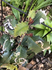 Phytomyza ilicis group