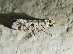 Amydria margoriella