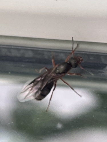 rufibarbis-group Wood Ants
