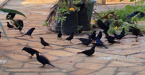 Chopí Blackbird