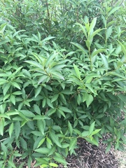 Forsythia viridissima